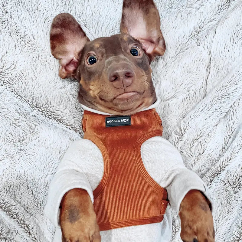 Adjustable Corduroy Dog Harness - Rust