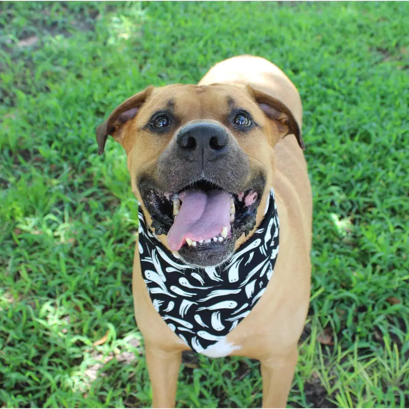 Boo – Fall Tie-On Dog Bandana