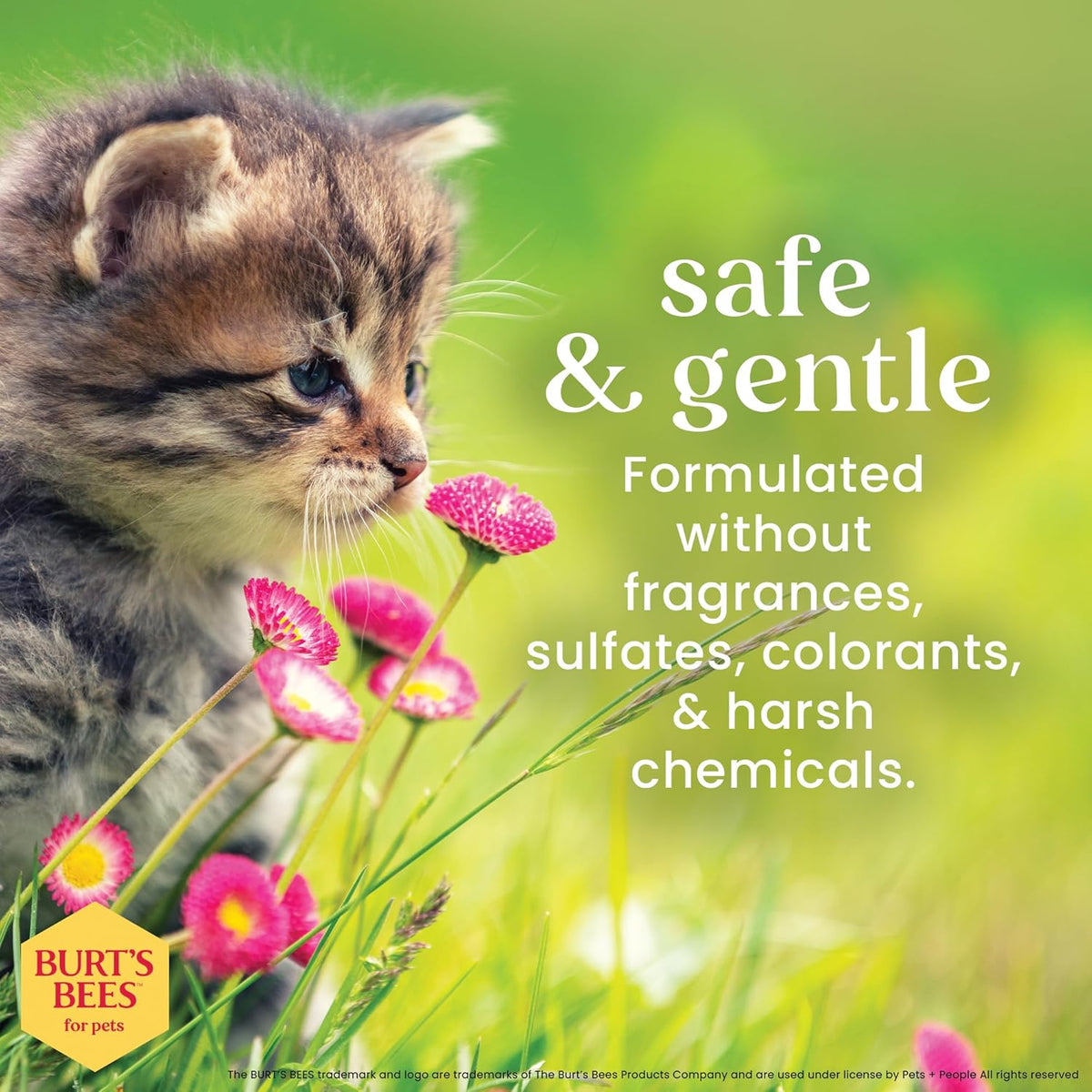 Tearless Kitten Shampoo, Cat Wash, 10 Fl Oz