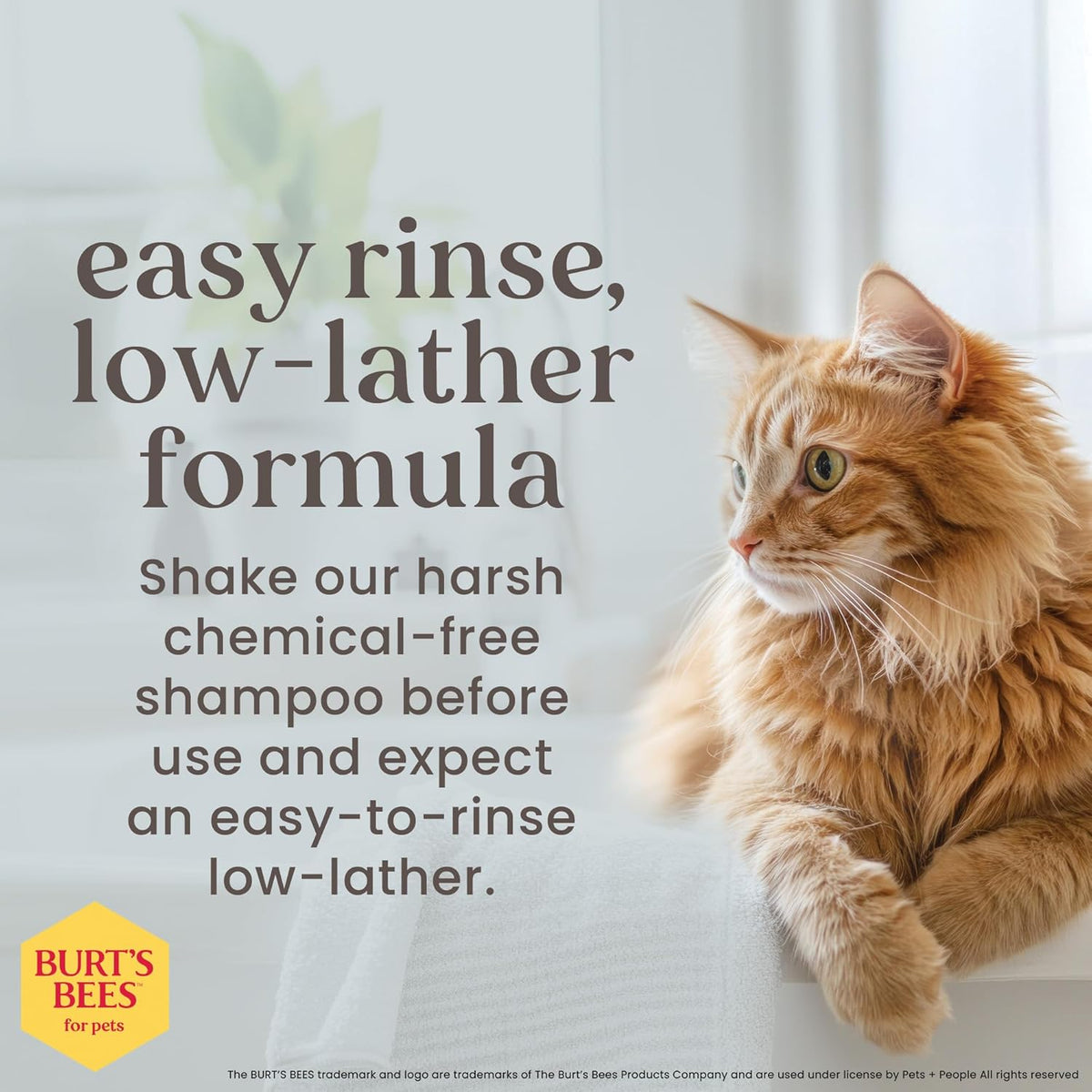 Tearless Kitten Shampoo, Cat Wash, 10 Fl Oz
